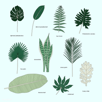 Collection of illustrated tropical leaves | Free stock vector - 418548