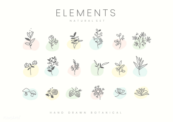 Set of hand drawn botanical elements vector | Free stock vector - 523374