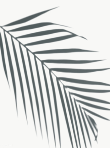 Palm leaf shadow on a white wall | Free  transparent png - 557601