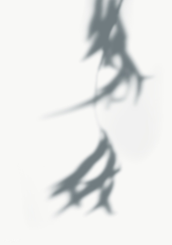 Leaves shadow on the wall | Free  transparent png - 557607