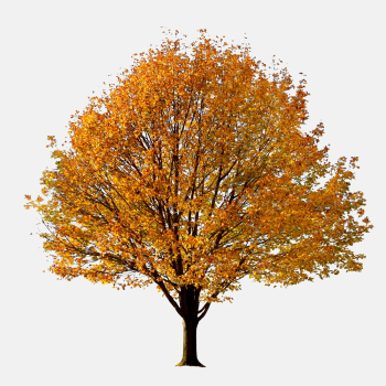 Autumn yellow tree, nature background | Free Photo - rawpixel