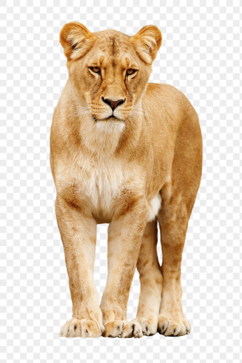 Lioness png, animal, transparent background | Free PNG - rawpixel