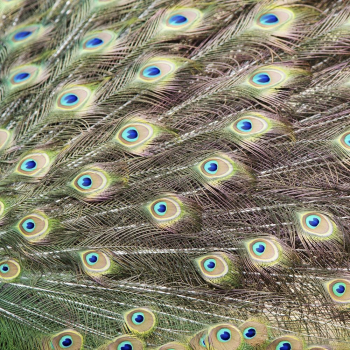 Peacock feather pattern texture, animal | Free Photo - rawpixel