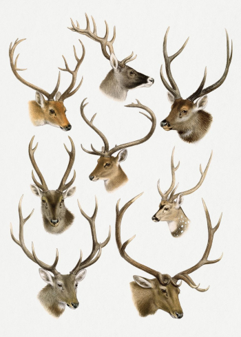 Vintage deer illustrations, The Great | Free Photo Illustration - rawpixel