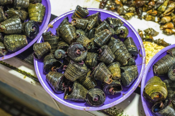Snail shells selling at a local | Free Photo - rawpixel