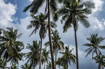Palm trees in Sabong Beach, | Free Photo - rawpixel