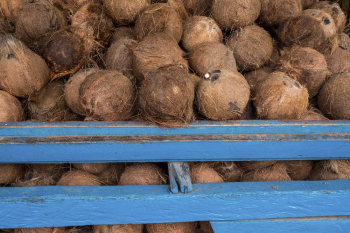 Coconut shells at a local | Free Photo - rawpixel