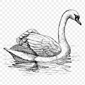 Swan png, vintage bird clipart, | Free PNG Illustration - rawpixel