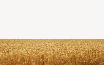 Wheat field background, gold nature | Free PSD - rawpixel