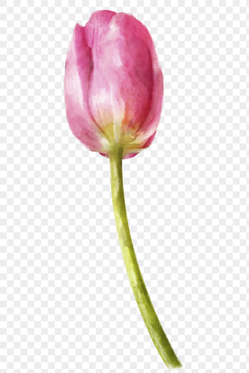 PNG watercolor pink tulip, flower | Free PNG - rawpixel
