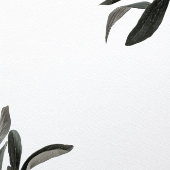Leaf border background,  white | Free Photo - rawpixel