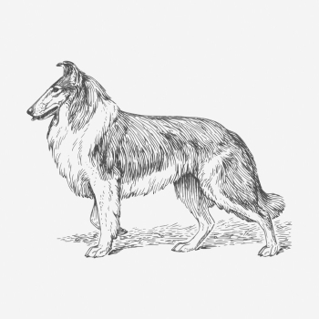 Collie dog drawing, vintage animal | Free Photo - rawpixel