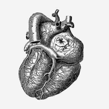 Realistic heart drawing, medical vintage | Free Photo - rawpixel