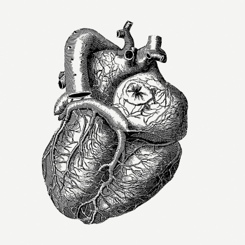 Realistic heart drawing, medical vintage | Free PSD - rawpixel