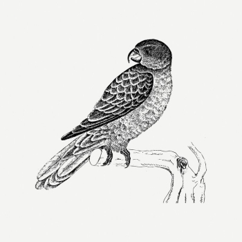 Parrot bird drawing, animal illustration | Free PSD Illustration - rawpixel