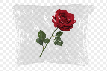 Red rose png plastic packaging | Free PNG - rawpixel