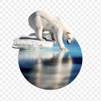 Polar bear png badge sticker, | Free PNG - rawpixel