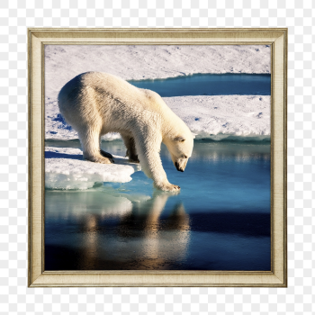 Png polar bear framed sticker, | Free PNG - rawpixel