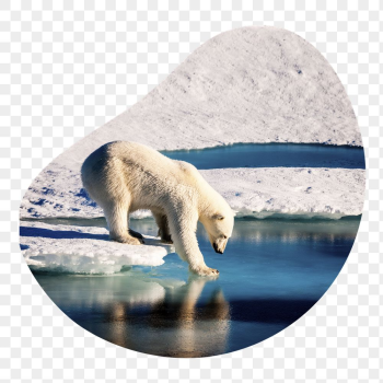 Polar bear png sticker, animal | Free PNG - rawpixel