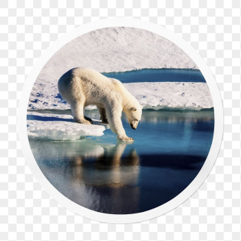Polar bear png in snow | Free PNG - rawpixel