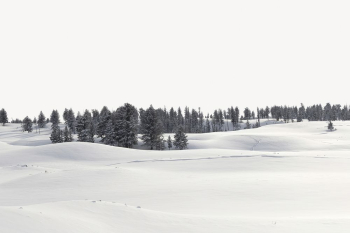 Snowy forest border, winter nature | Free PSD - rawpixel