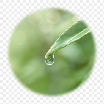 Water drop png leaf badge | Free PNG - rawpixel
