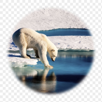 Polar bear png badge sticker, | Free PNG - rawpixel