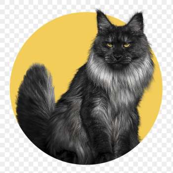 Black cat png badge sticker, | Free PNG - rawpixel