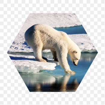 Polar bear png walking on ice | Free PNG - rawpixel