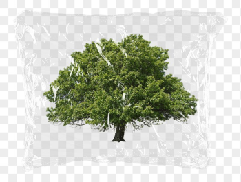 Lone tree png plastic bag | Free PNG - rawpixel