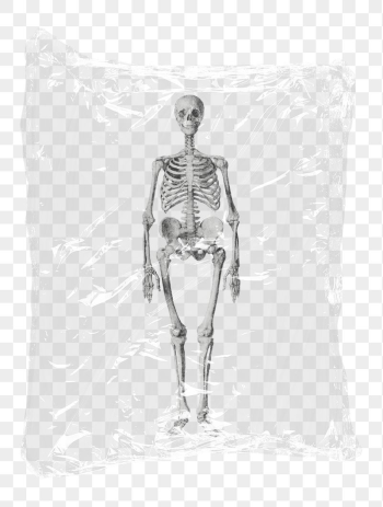 Human skeleton png plastic bag | Free PNG - rawpixel