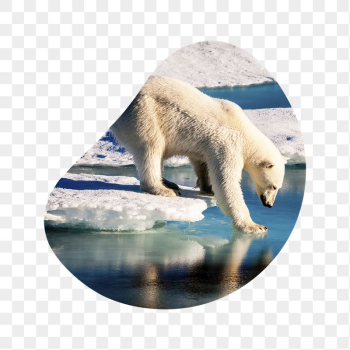 Polar bear png walking on ice | Free PNG - rawpixel