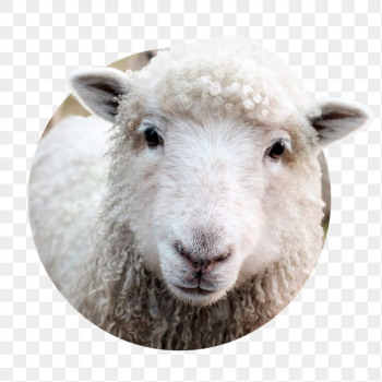 Sheep head png badge sticker, | Free PNG - rawpixel