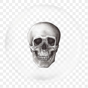 Human skull png sticker, vintage | Free PNG - rawpixel