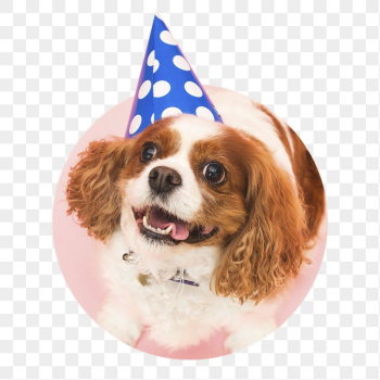 Dog birthday png sticker, cute | Free PNG - rawpixel
