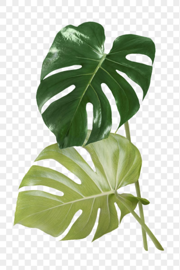 Monstera leaves png sticker, aesthetic | Free PNG - rawpixel