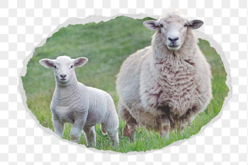 Sheep png sticker, farm animal | Free PNG - rawpixel