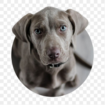 Weimaraner dog png sticker, puppy | Free PNG - rawpixel