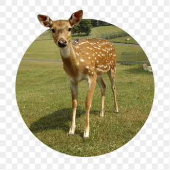 Deer png sticker, animal photo, | Free PNG - rawpixel