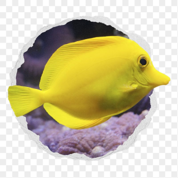 Yellow fish png sticker, marine | Free PNG - rawpixel