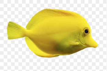 Yellow fish png sticker, marine | Free PNG - rawpixel