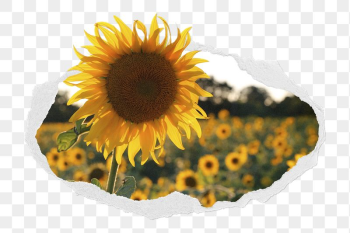Sunflower png sticker, nature photo | Free PNG - rawpixel