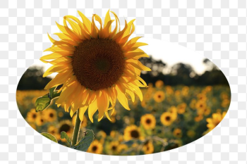 Sunflower png sticker, nature photo | Free PNG - rawpixel