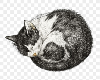 Png sleeping cat sticker, Jean | Free PNG - rawpixel