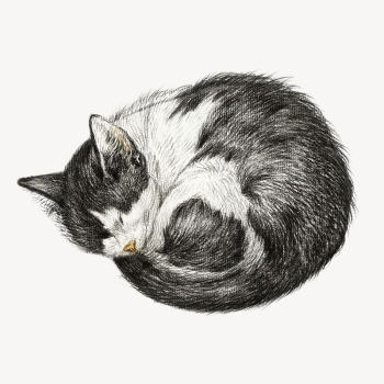 Sleeping cat's collage element, Jean | Free PSD Illustration - rawpixel
