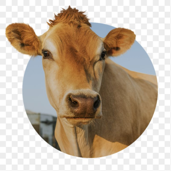 Cow png sticker, cattle animal | Free PNG - rawpixel