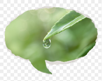 Water drop png leaf environment | Free PNG - rawpixel