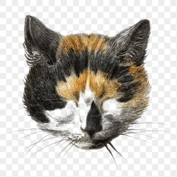 Png cat's head with closed | Free PNG - rawpixel