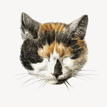 Cat's head with closed eyes | Free PSD Illustration - rawpixel