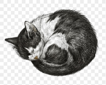 Png sleeping cat sticker, Jean | Free PNG - rawpixel